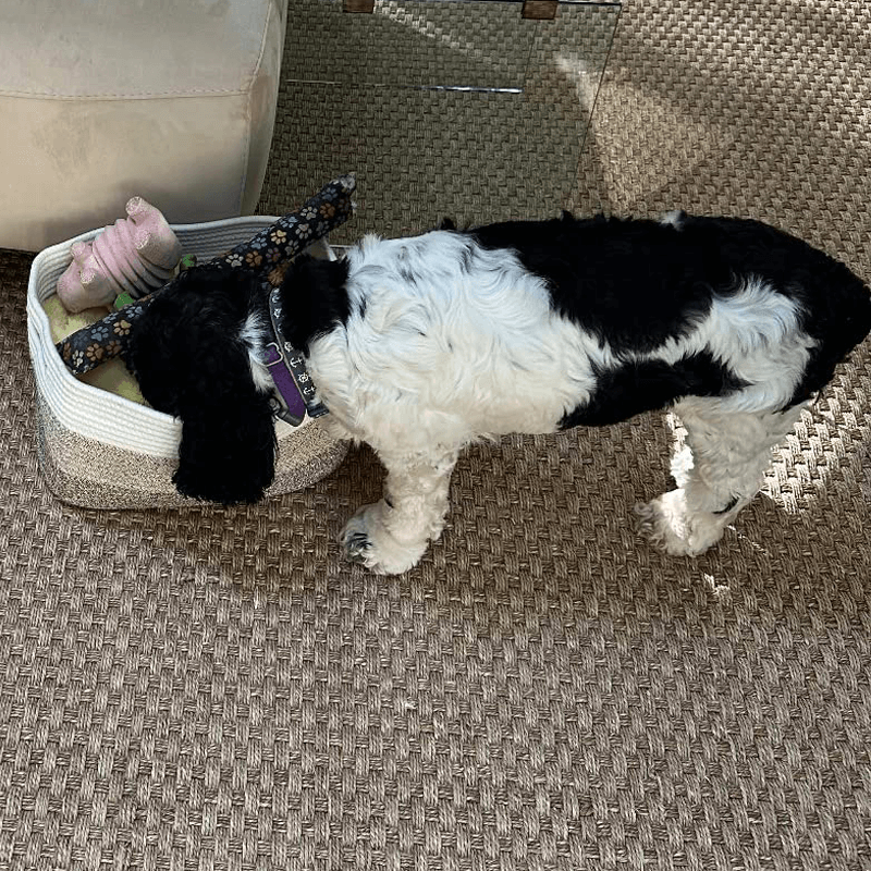 Oiahomy Srorage Basket Pack of 3 - Oiahomy