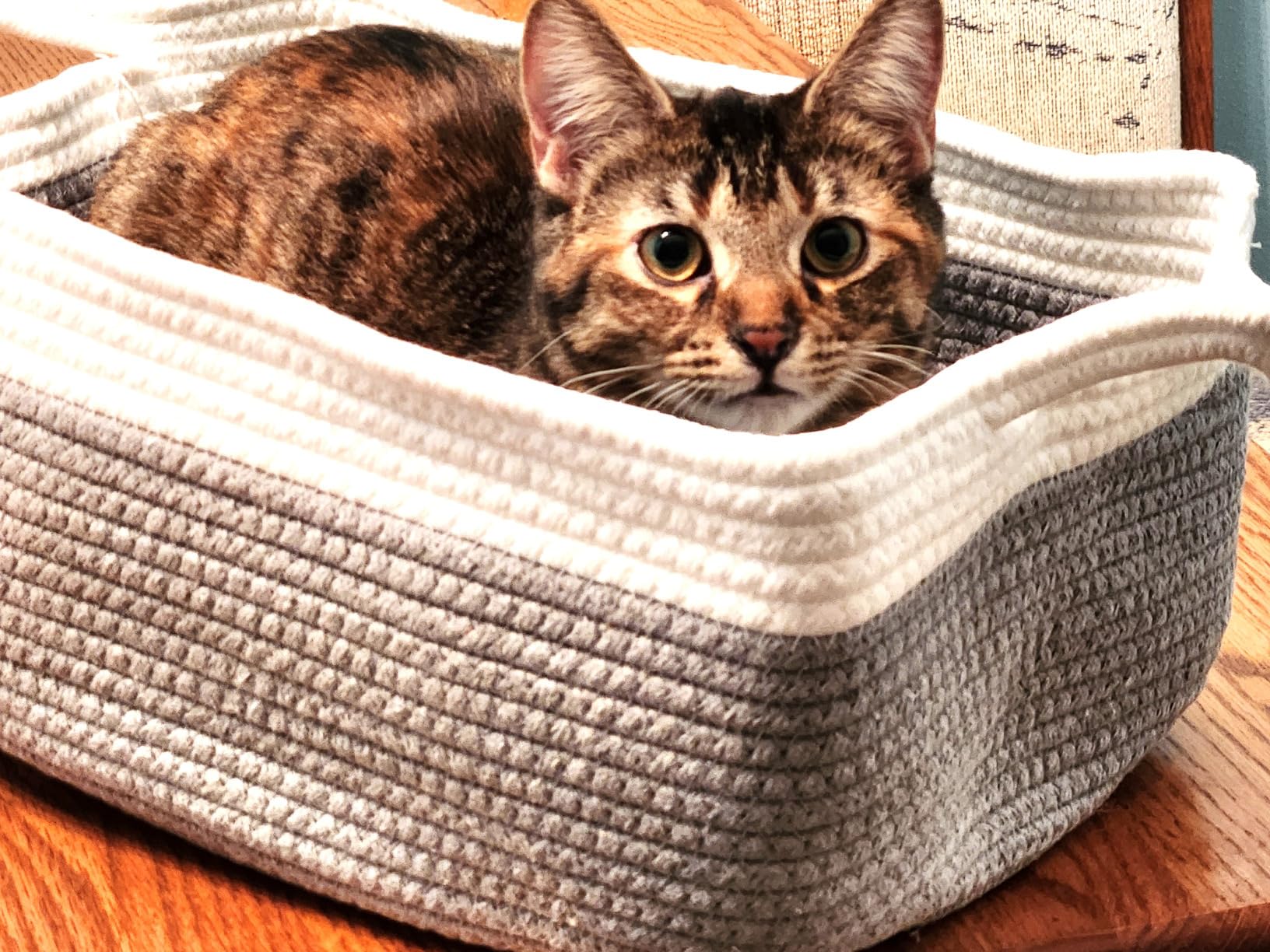 Oiahomy Pet Basket - Oiahomy 